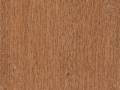 Evening Oak 1115